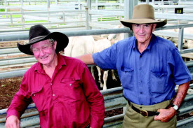 Chairman of the Mareeba Saleyards board, Giles Atkinson of Gunnawarra Station, Mt Garnet chatted with grazier Greg Brown about the positive state of the cattle market.