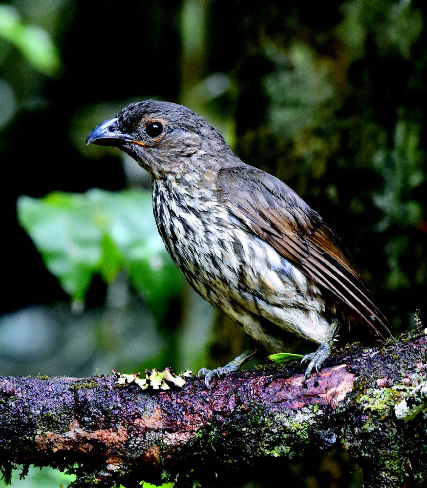 Tooth-billed Bowerbird in the rainforest, near Malanda. Image Peter Valentine.