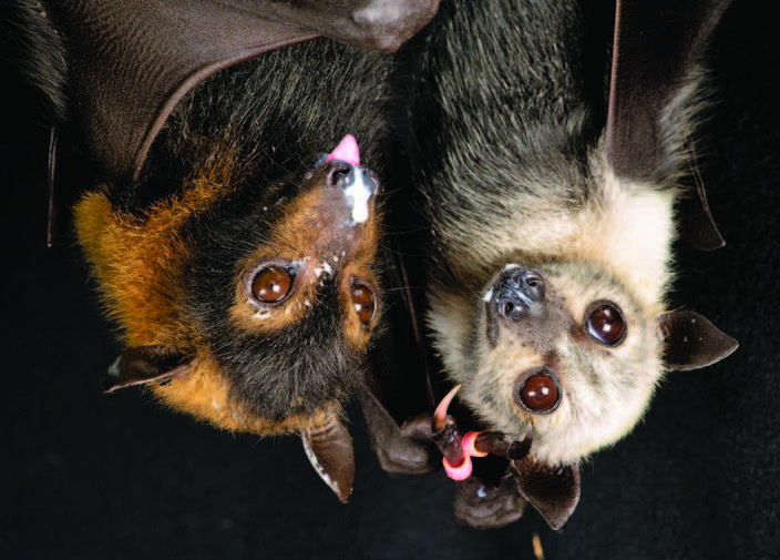 Flying Foxes currently being cared for at the Tolga Bat Hospital.