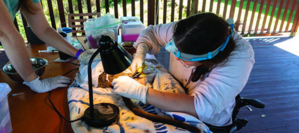 Tablelands Wildlife Rescue vice president Olive Needham hard at work caring for injured wildlife.