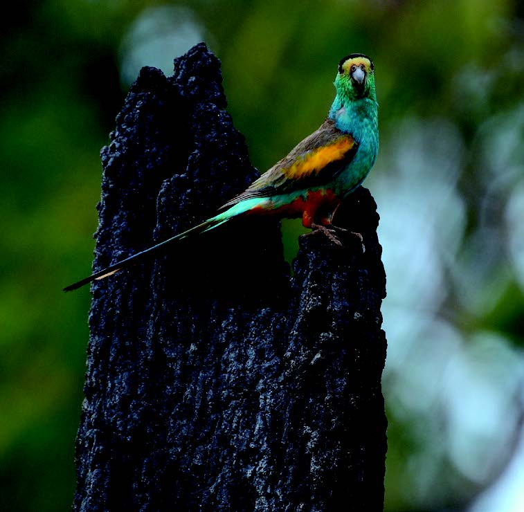 Golden-shouldered Parrot male perched on its termite nest mound, Artemis Station.