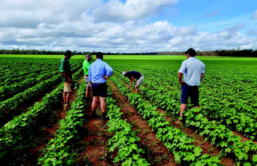 Cotton Australia representatives inspect last year’s crop at Wombinoo.