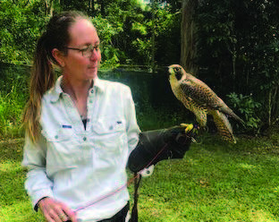 WARCQ President Amber Dahlberg with a Peregrine falcon.