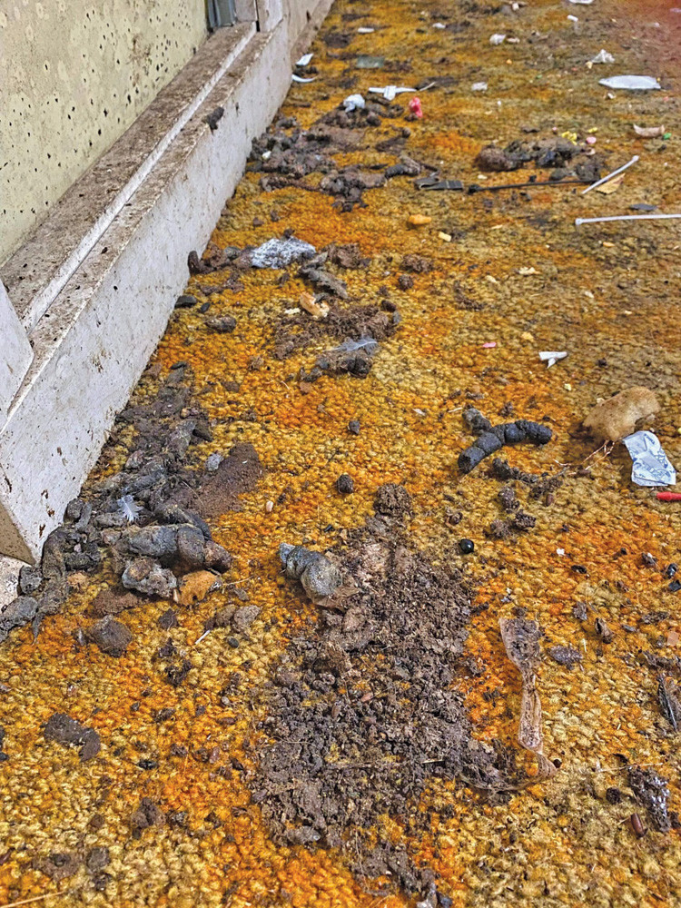 A photo of the faeces on the carpets