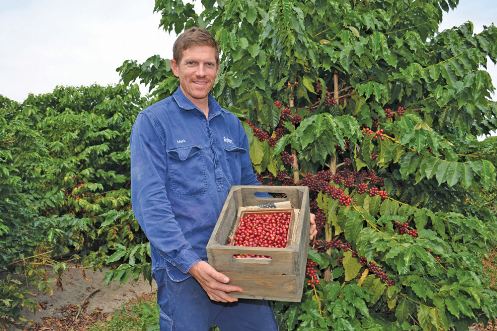 Skybury farm manager Mark MacLaughlin is excited for a successful coffee harvest season, with strong flowering and good prices for the product.