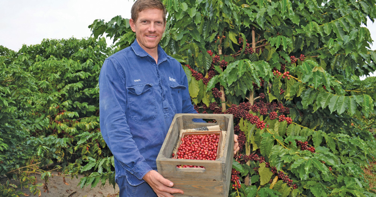 Local coffee harvest season kicks off The Express Newspaper Mareeba
