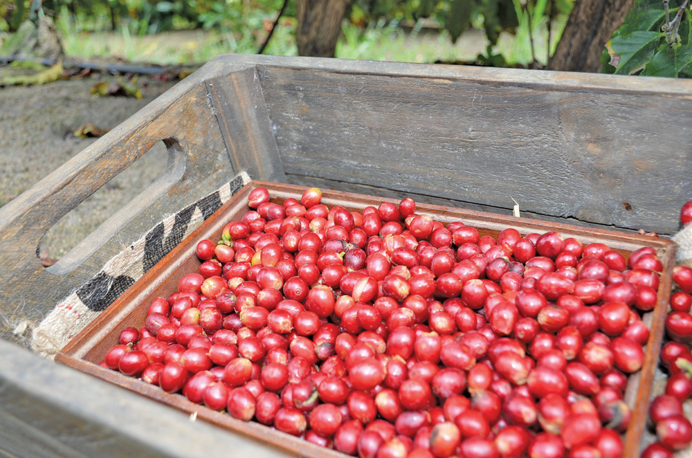 Red coffee beans freshly harvested at Skybury Farms