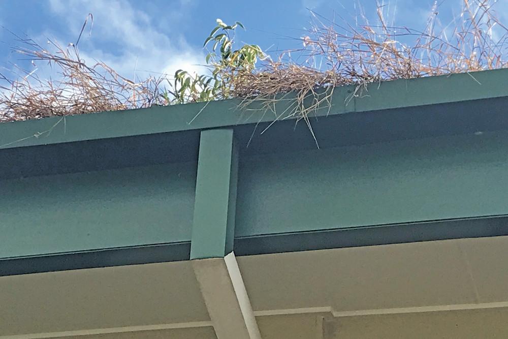 A photo of the grass and sapling that was recently removed from the gutters of the Mareeba Hospital.