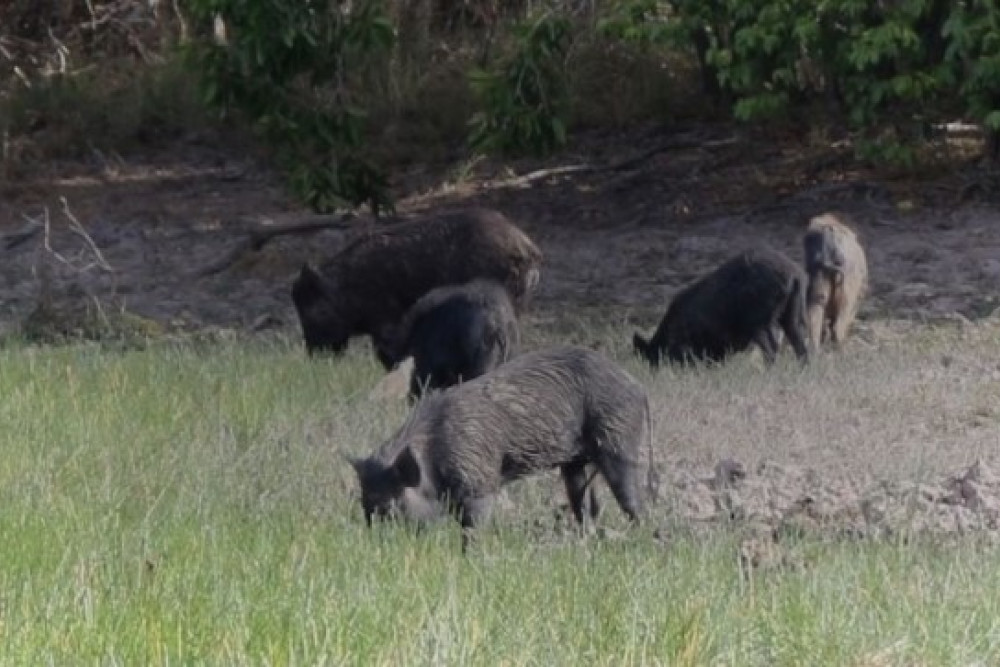 Managing pigs and wild dogs - feature photo