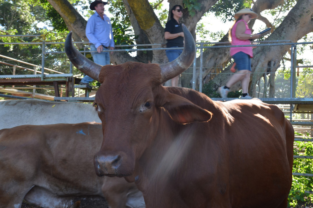 Australia world leader in beef production - feature photo