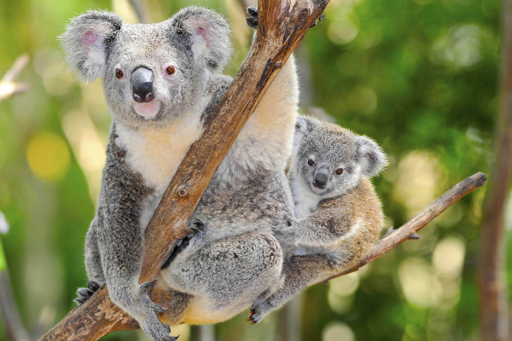 Koala app - feature photo