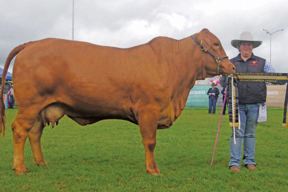 Droughtmasters flex their muscles - feature photo