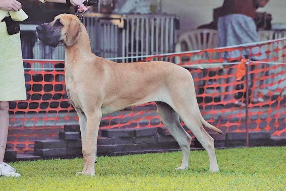 A variety of unique dog breeds will be shown at the Atherton Tablelands Kennel Club’s conformation dog shows this weekend.