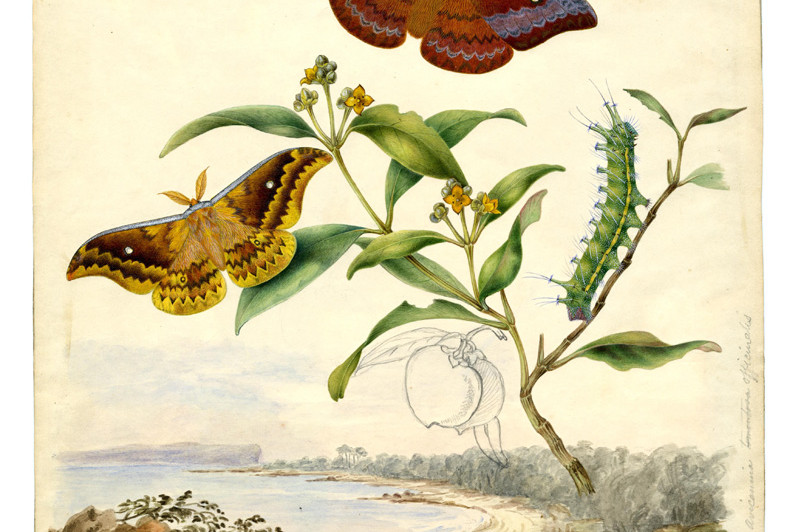 The Emperor Moth Syntherata janetta painted by Harriet Scott is one of the artworks on show.