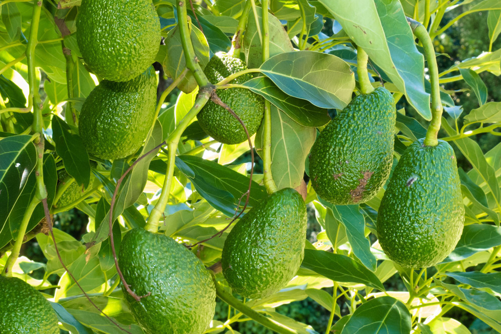Avocadoes were amongst the strongest growing commodities in the 2022-23 financial year.