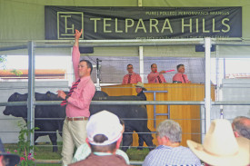 Frenzied bidding: The bidding was fast and furious at the Telpara Hills 2023 annual on-property sale with cattle producers keen to snap up elite genetics at great value-for-money.
