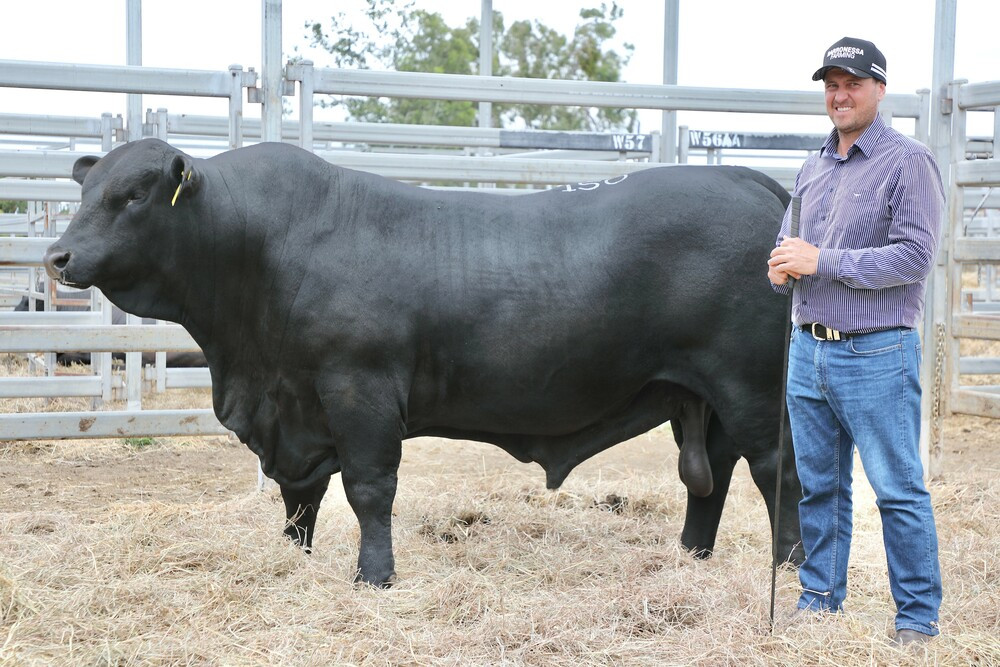 Barronessa bull: Jeff Strazzeri prepared Barronessa Apollo 468R6 for his turn in the auction ring where he sold for $42,000, making him the highest price bull Barronessa have sold to date. PHOTOS: Kent Ward, Queensland Country Life.