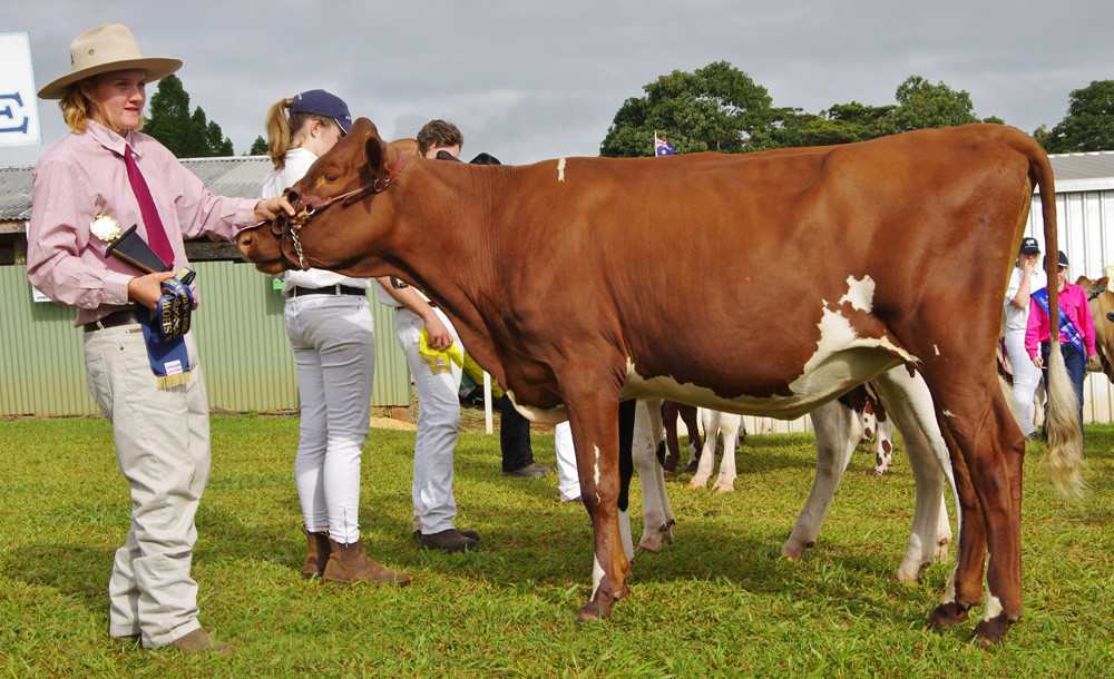 cherie—-overall-dairy-cattle-parader—-2015-malanda-show-sat-104—-copy.jpg