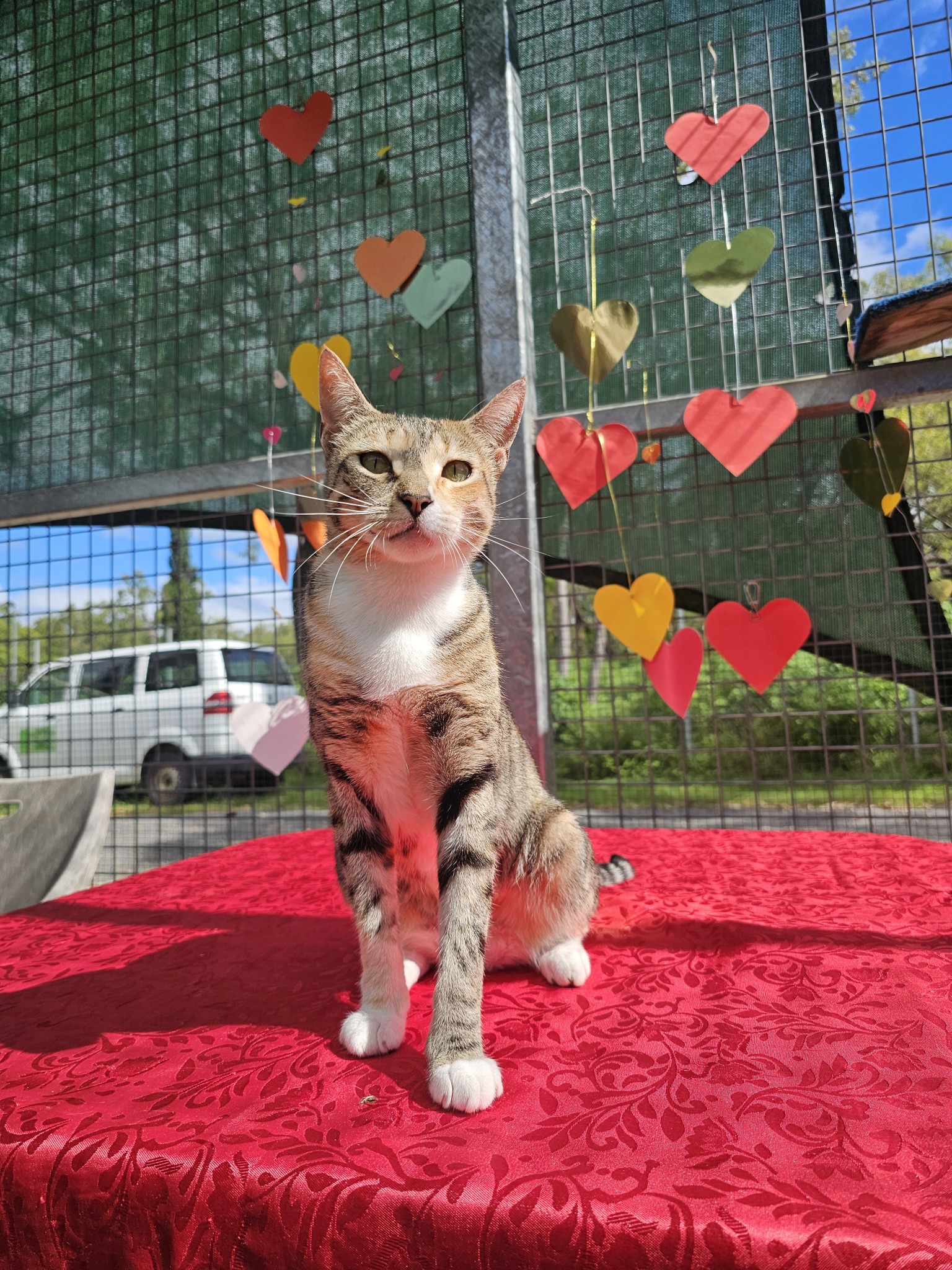 Critty: Female cat, two years old.