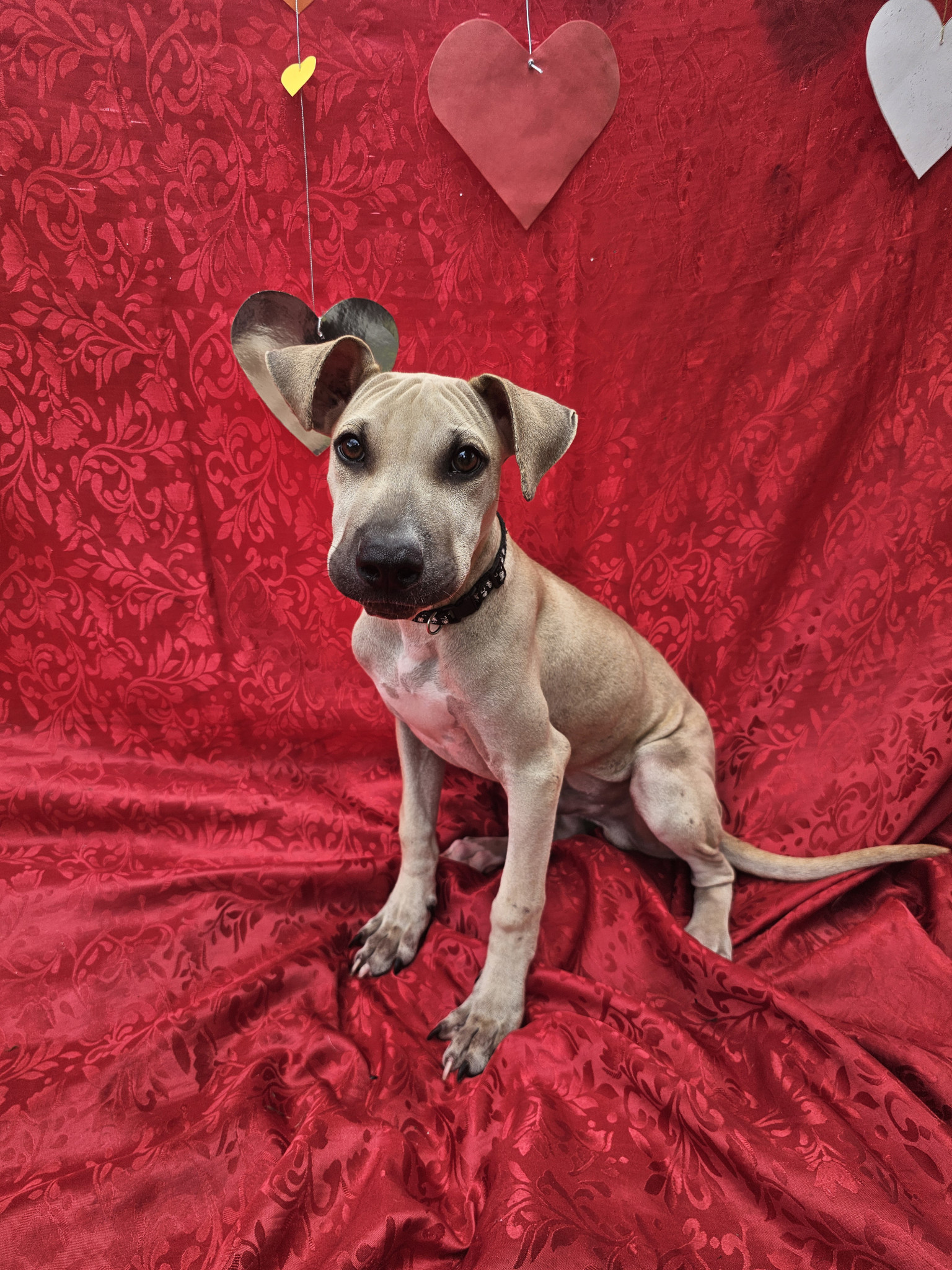 Bao: Sharpei cross, male, four months old.
