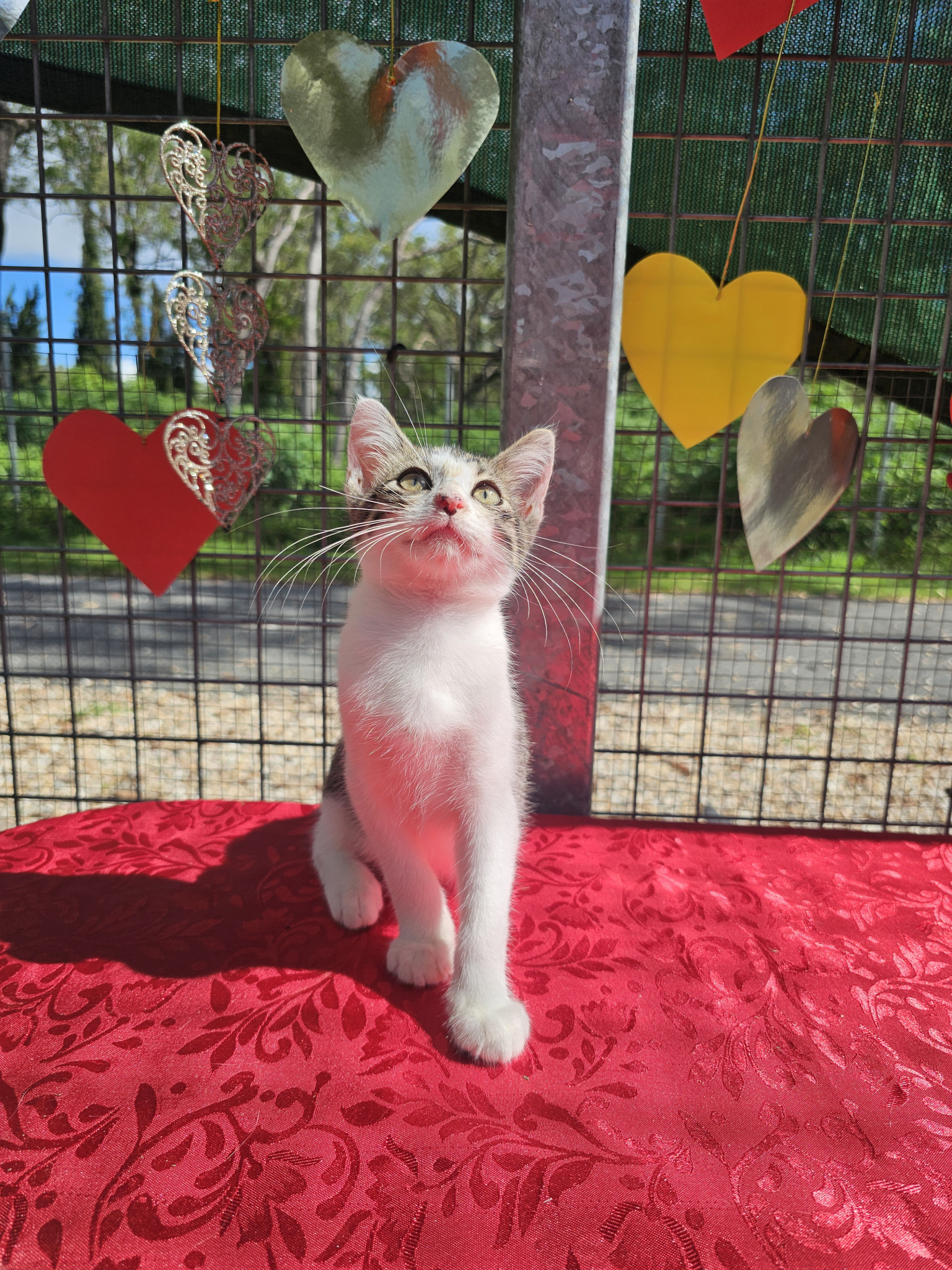 Hiway: Male cat, two months old.