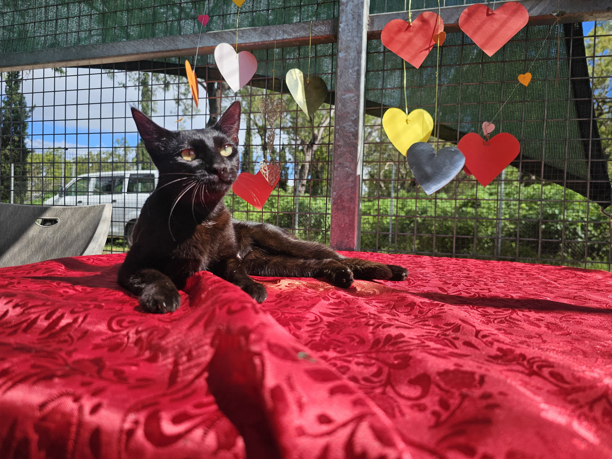 Tamar: Female cat, one year old.