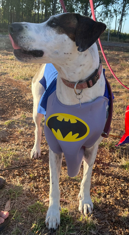 Ambassadog Nevada dressed up to “save the day” and received lots of well-deserved pats.