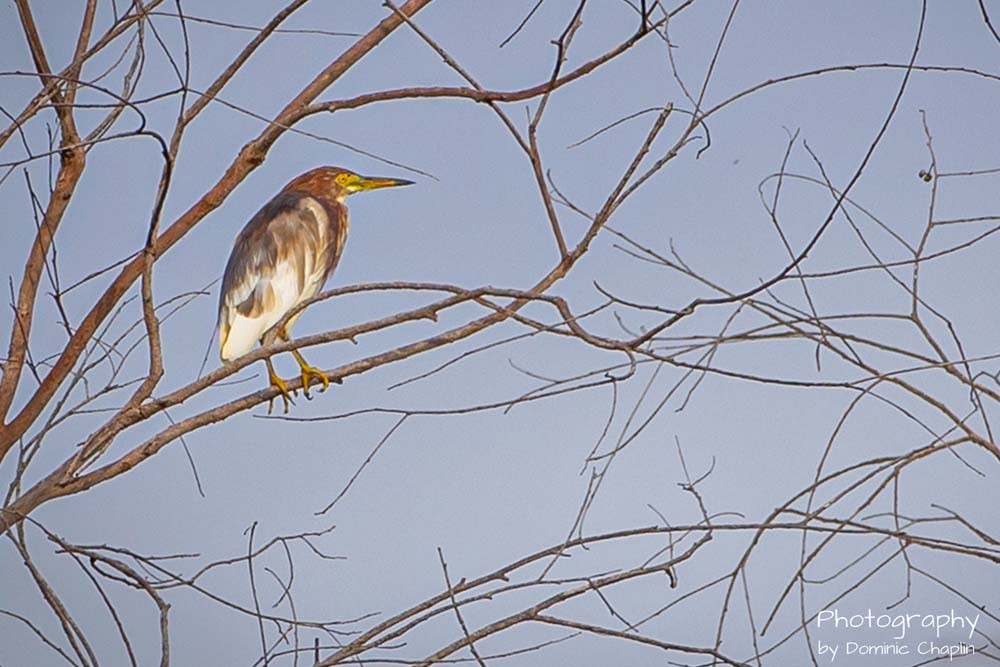 The Pond-heron photographed in Mareeba by Peter Valentine.