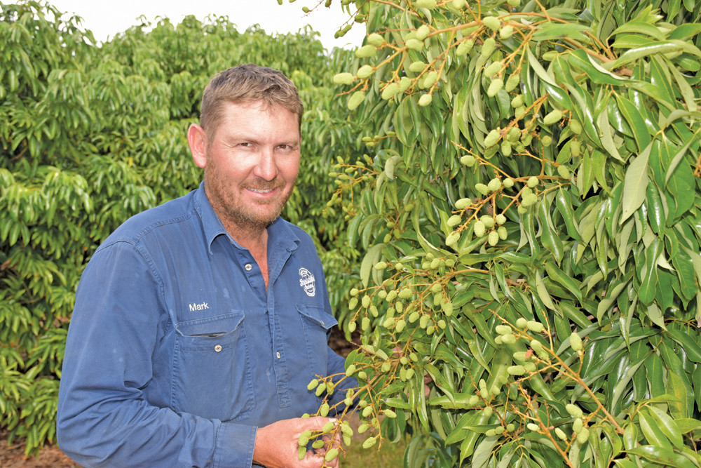 Mareeba lychee farmer Mark Taylor with a bunch of lychees he says are just a month away from being ready to pick