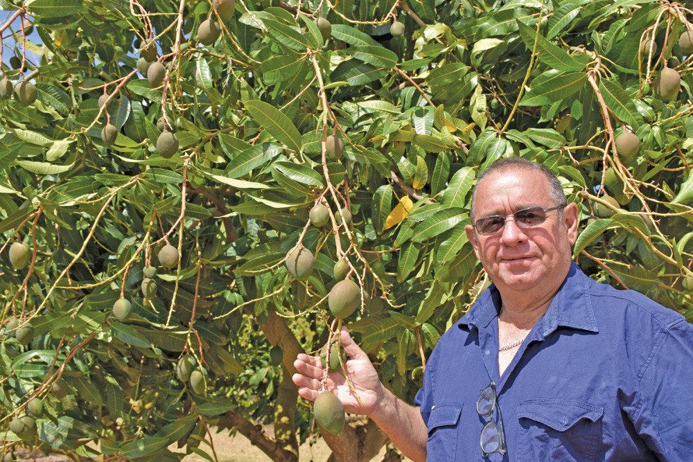 Arriga mango farmer John Nucifora believes the upcoming mango season will be better than previous seasons