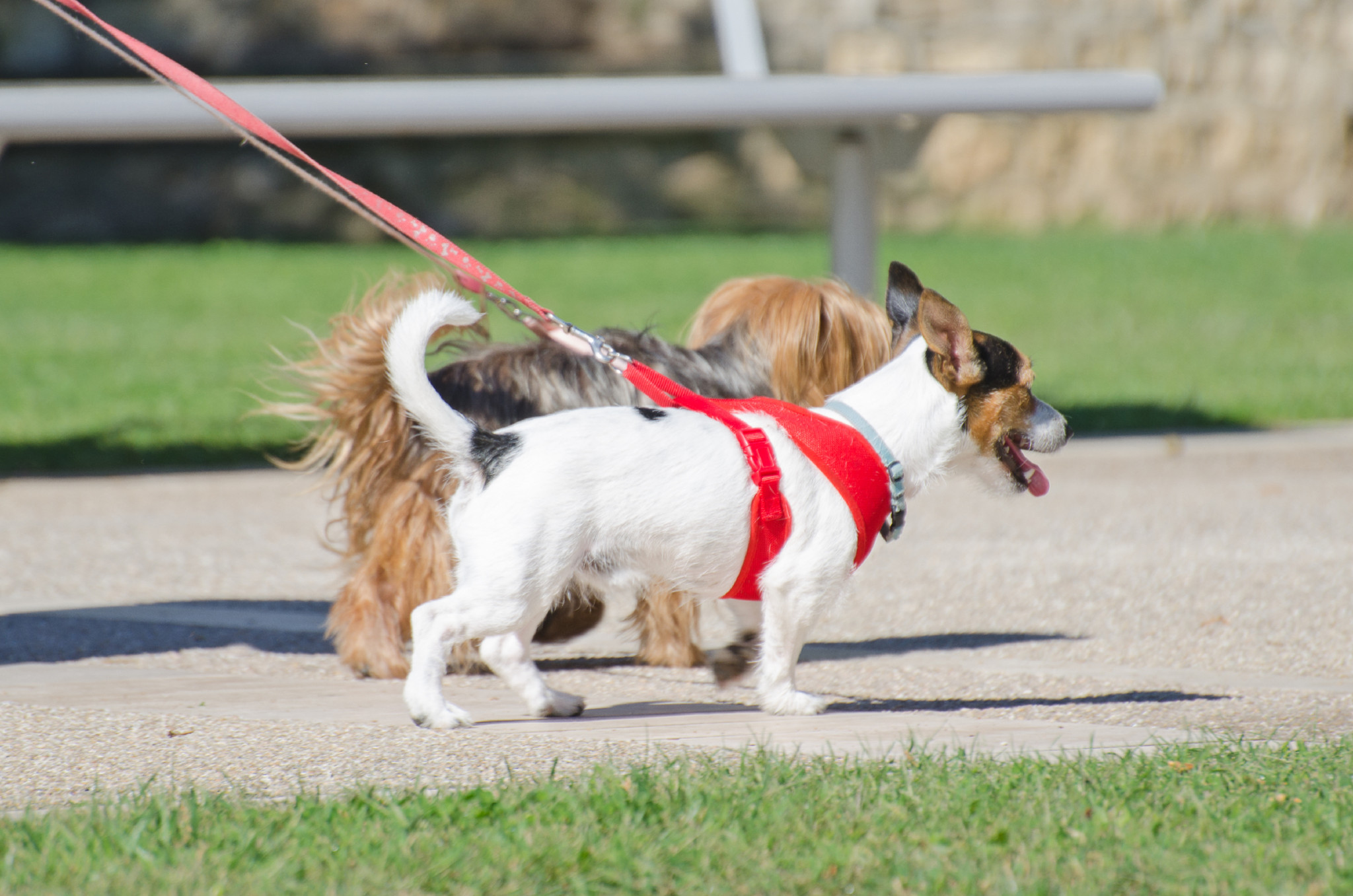 The new laws allow for two dogs to be on a property smaller than 450sqm.