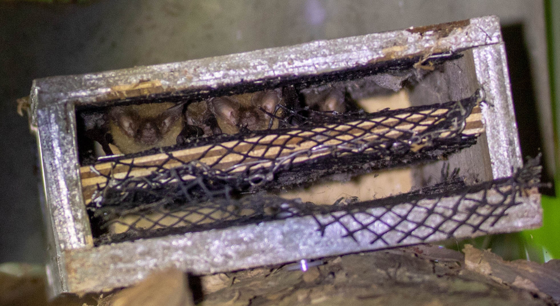 A microbats roosting box at Cattana Wetlands. Picture: Denis Moeser