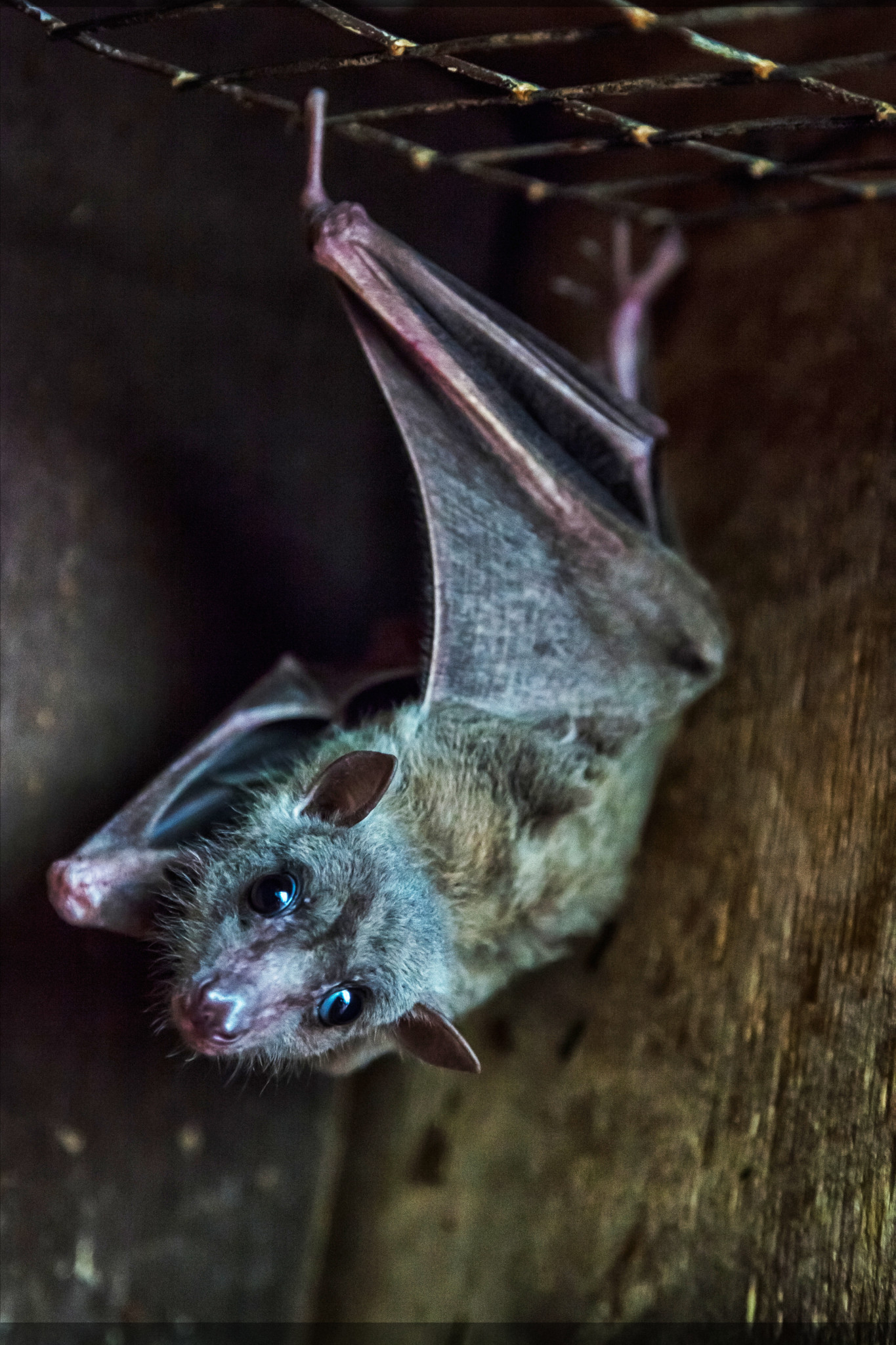 egn_microbats-2.jpg