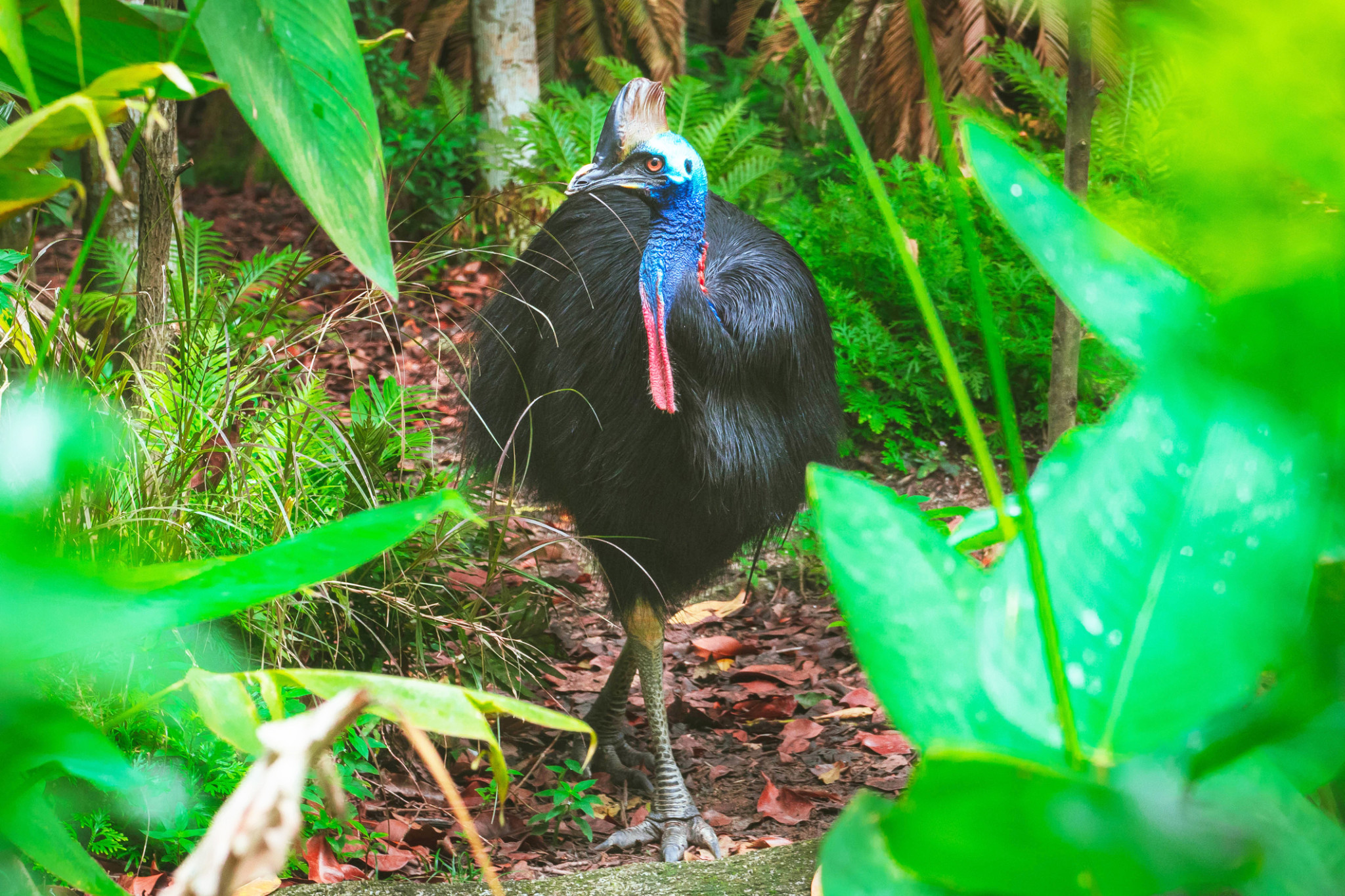 Just under 6,000ha was added to the Malbon Thompson Range National Park near Gordonvale and will help protect southern cassowary habitat and a 35-kilometre habitat corridor.
