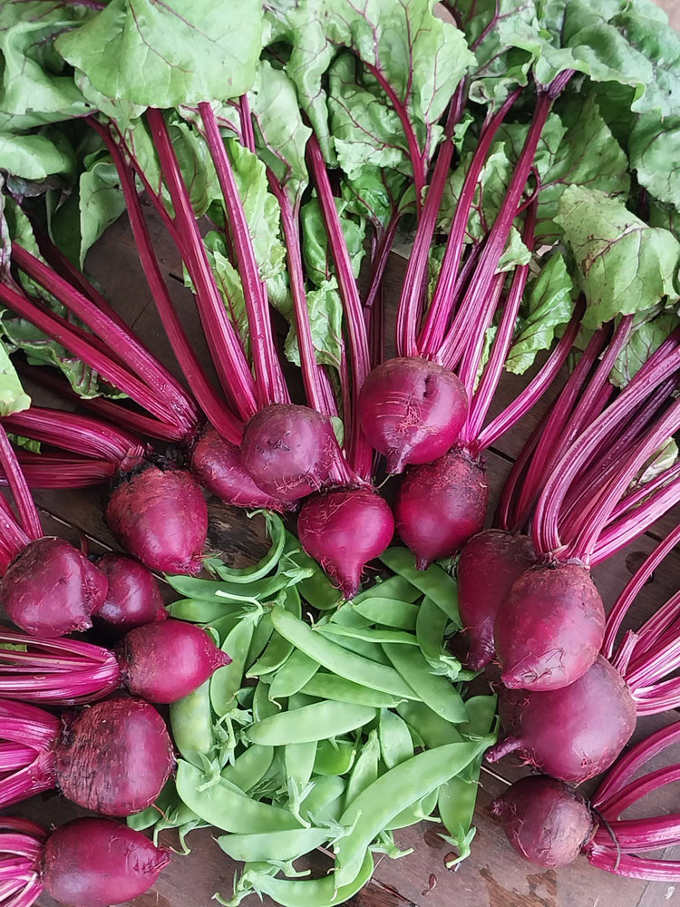 Delectable: Organically grown Detroit beetroot and Oregon snow peas.