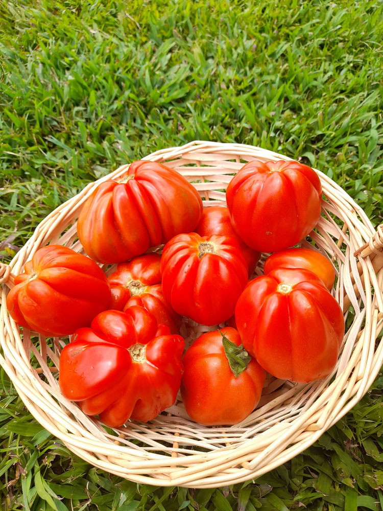 Flavoursome: organic Periforme Abruzzo tomatoes.