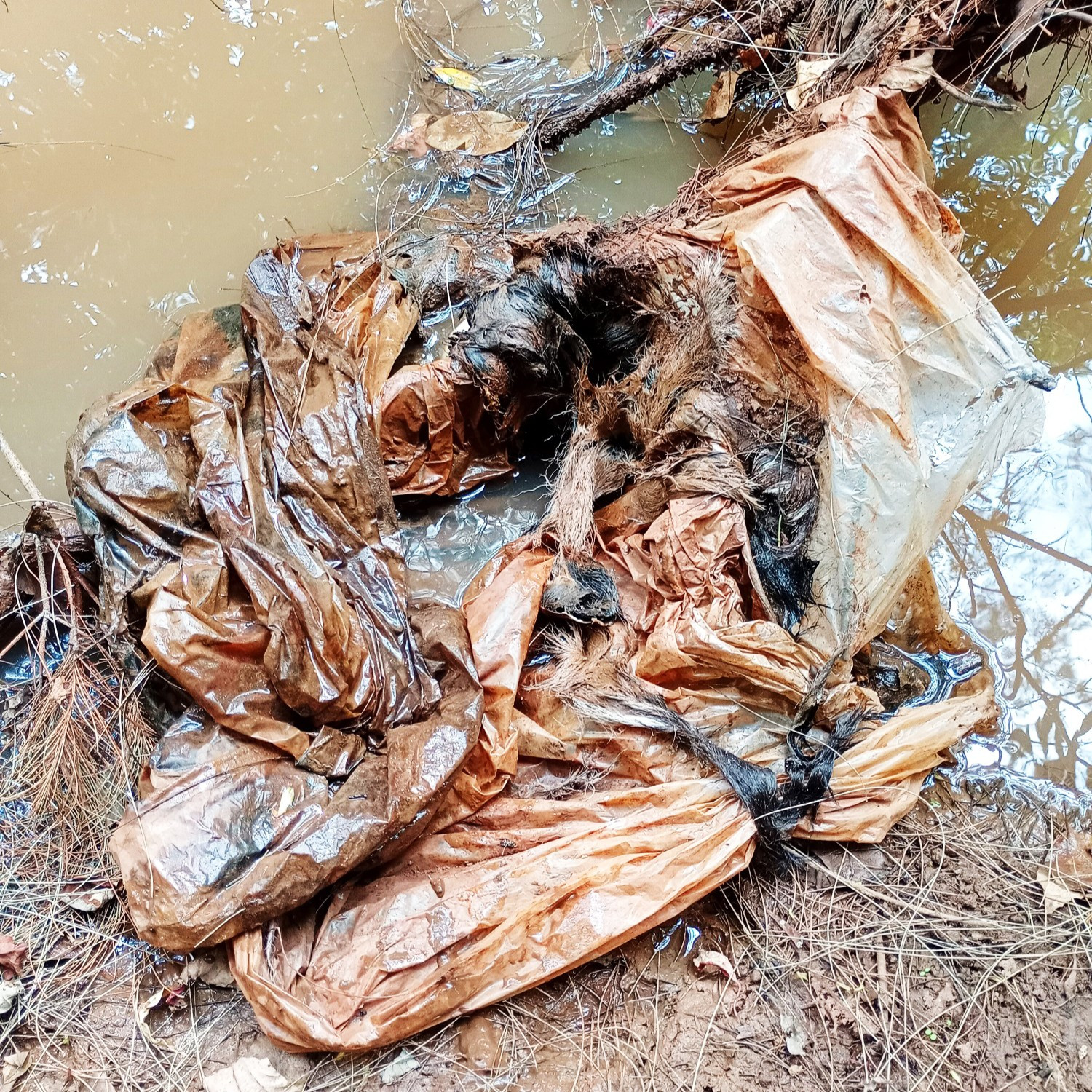 The gruesome find of a calf wrapped in plastic discovered recently in Peters0n Creek.