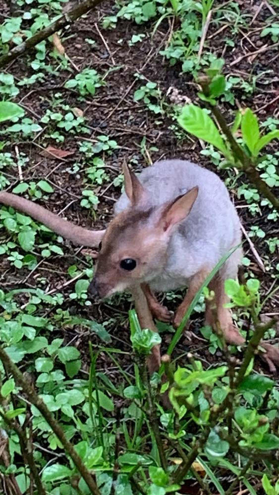 ‘Lucky’ is one of the pademelon joeys rescued by Yvonne and is said to be thriving in care.