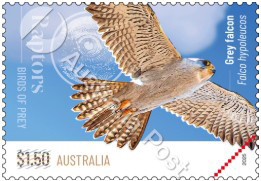 Angus Emmott’s photo of the rare grey falcon was used by Australia Post in their ‘Australian Raptors - Birds of Prey’ stamp issue.