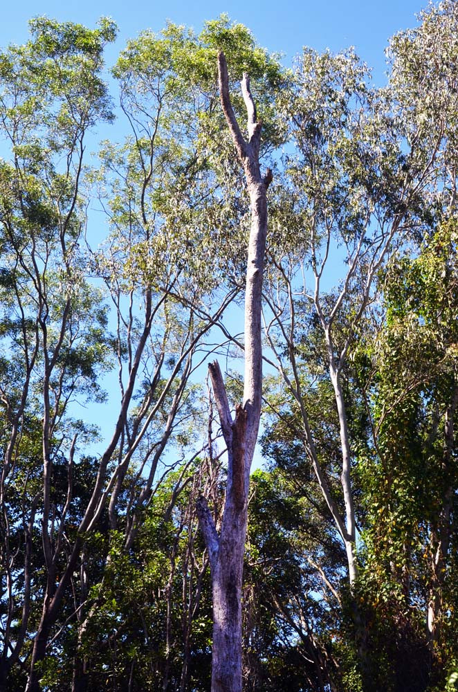 A dead Eucalypt near his property which he has asked to be removed.