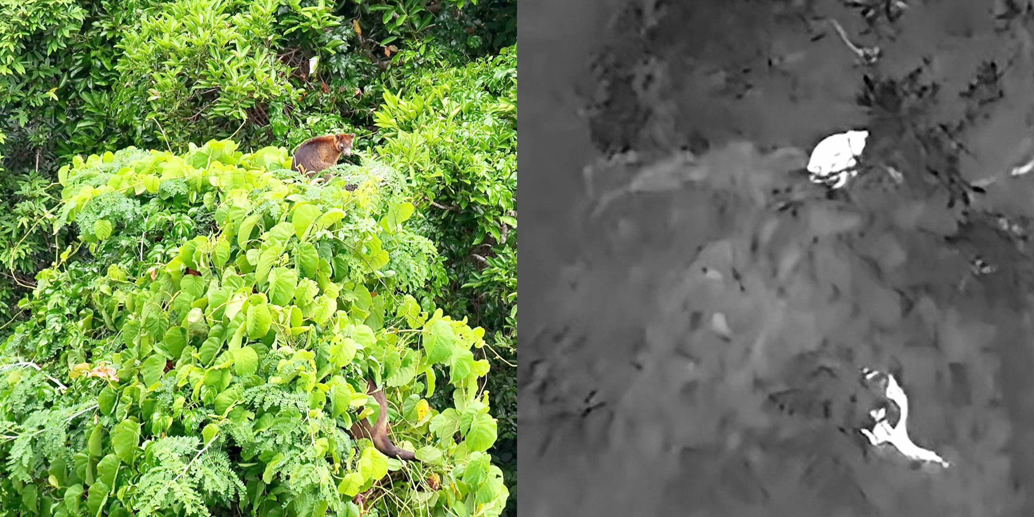 This image shows a comparison between normal sensors and a thermal image of tree kangaroos.