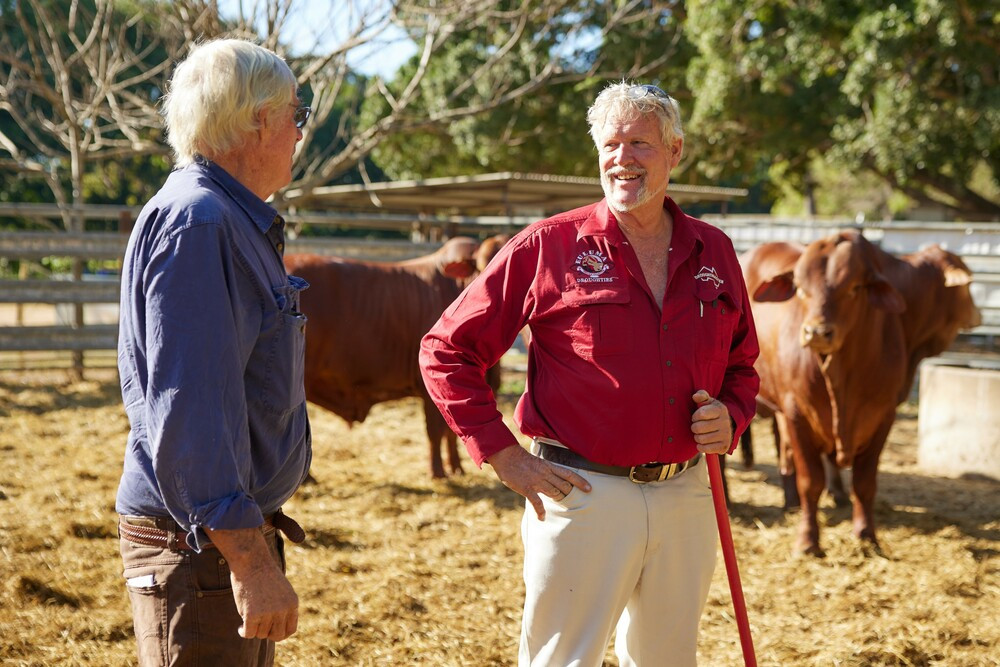 Moving his cattle from his Julatten-based property to the Mareeba Saleyards worked well for Gordon Rassmussen of Euluma Droughtmasters.