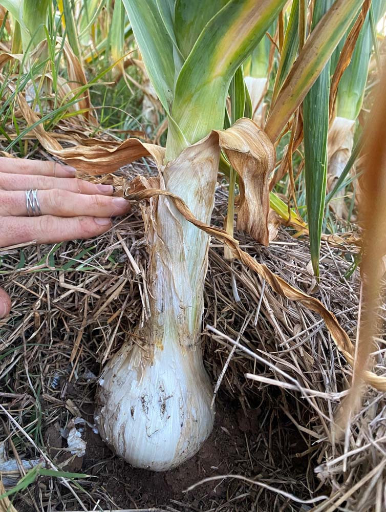 garlic-plant-showing-bulb.jpg