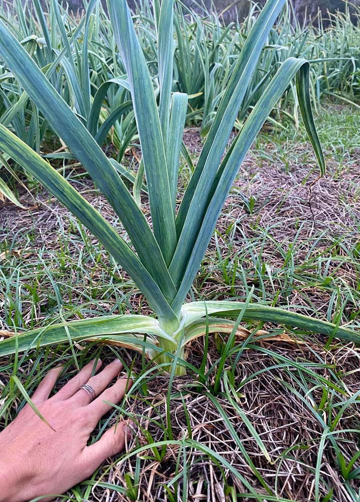 garlic-plant.jpg