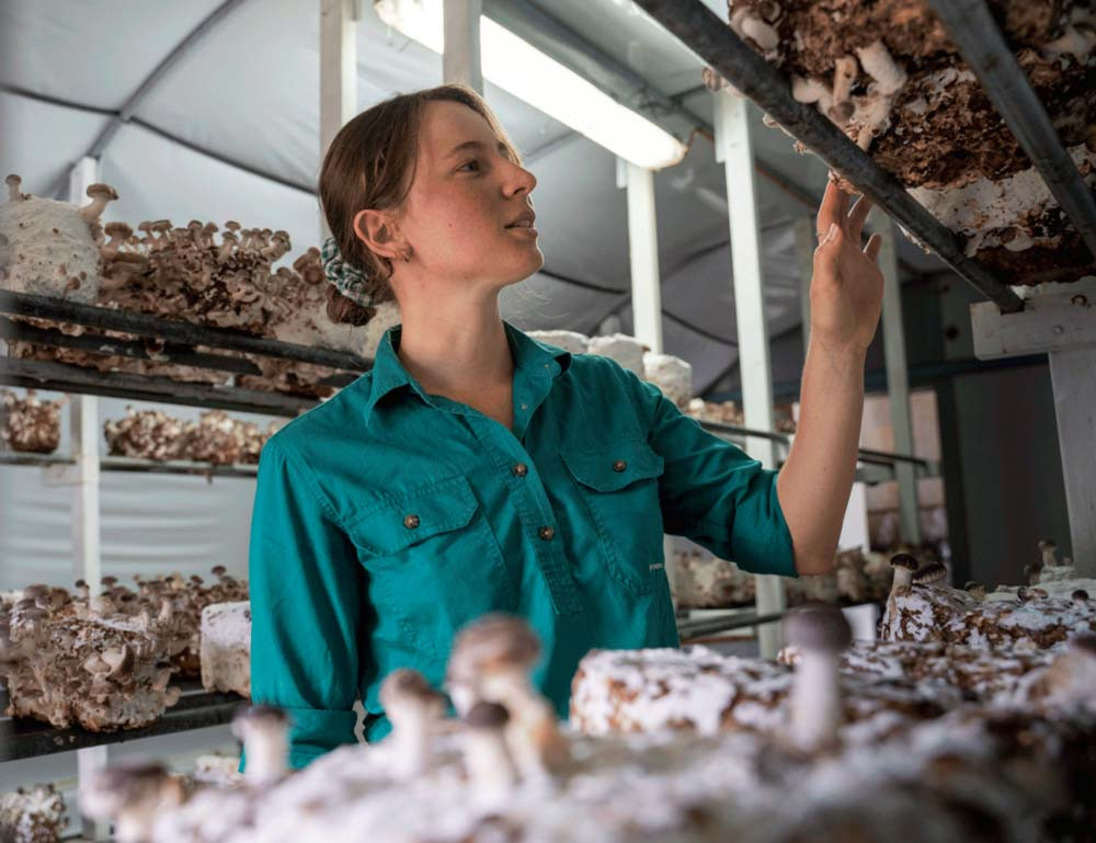 Ashleigh Short inspects growing Shiitake mushrooms.