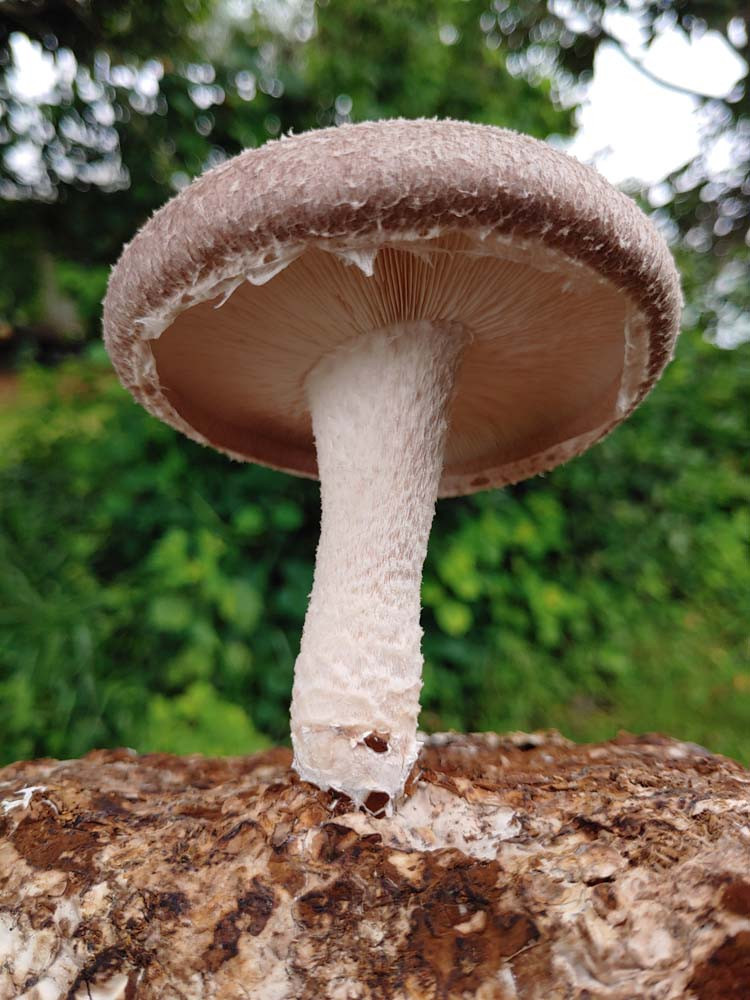 gop—-single-mushroom.jpg