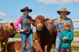 Lachlan Kidd of Kel Lee Droughtmasters was proud to show off his bull, “Boxer,” to Kiera Micola and Jacy Evans.