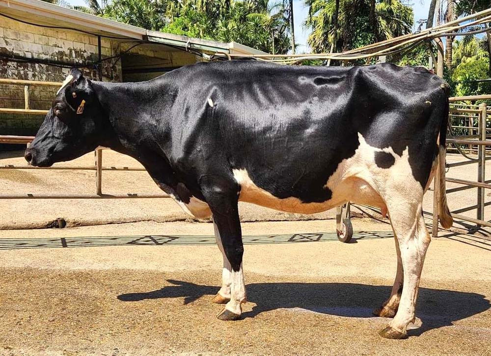 In her working clothes: Three-year-old Queensland On Farm State Final Champion, Ourway Dropkick, Jackie bred by Colin and Shelley Daley of Millaa Millaa.