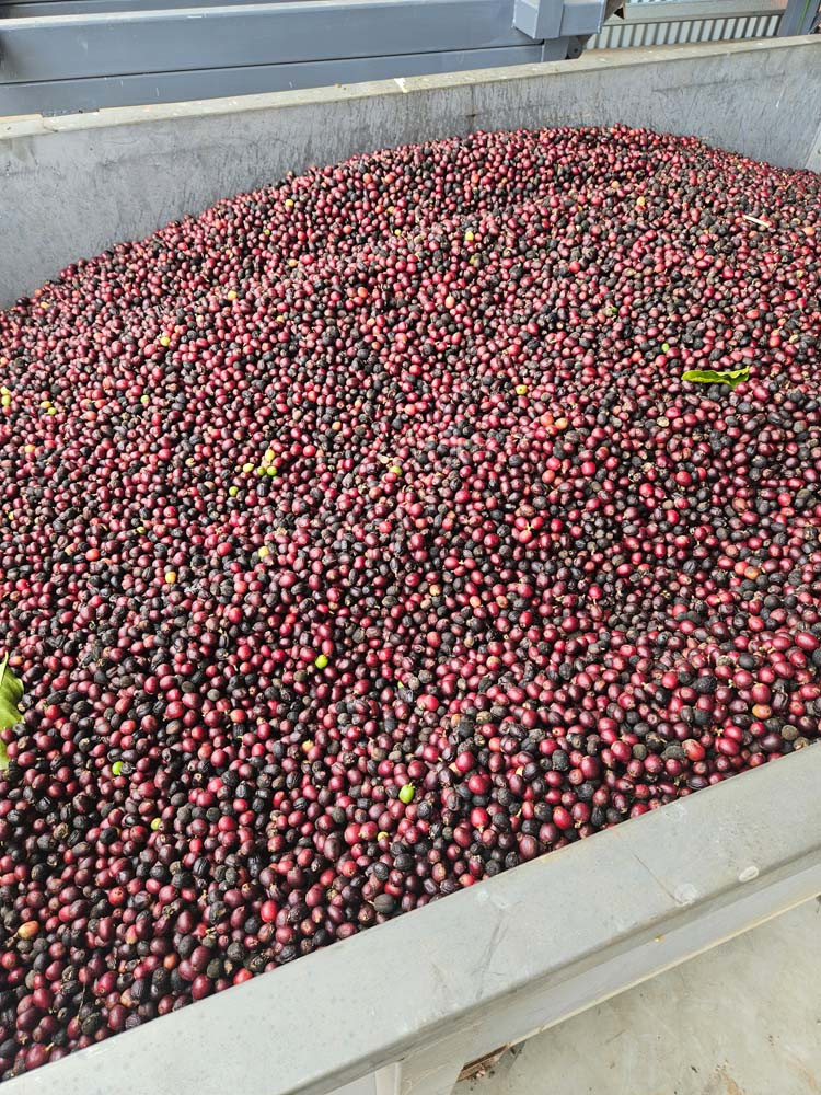 Coffee beans sourced from Caamano Farms.