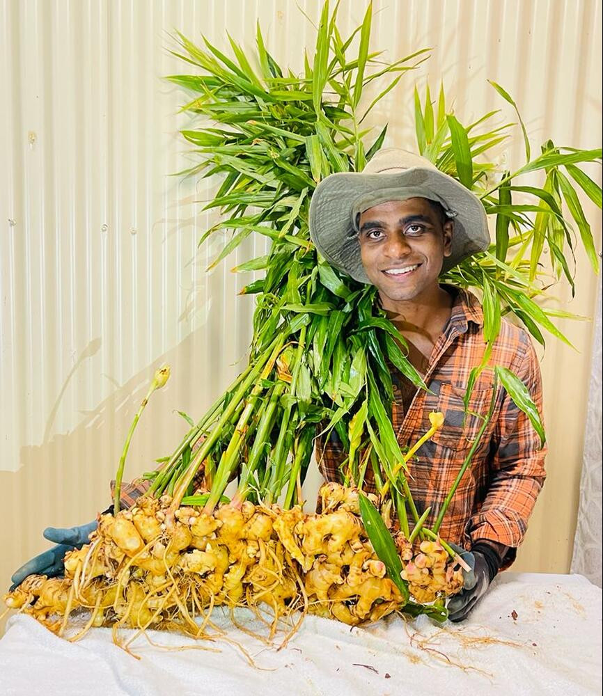 Just over a year ago, Joe Jose moved to Innisfail after identifying the area as an ideal location for growing ginger. The successful harvest of his first crop is now underway and Mr Jose is very happy with the results.